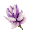 img_flower