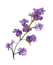 img_flower