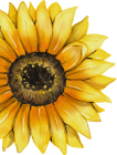 img_flower